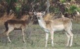 2deer_th.jpg