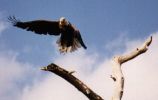 eagle4_th.jpg